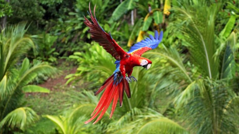 Belize of Belize - The Scarlet Macaw
