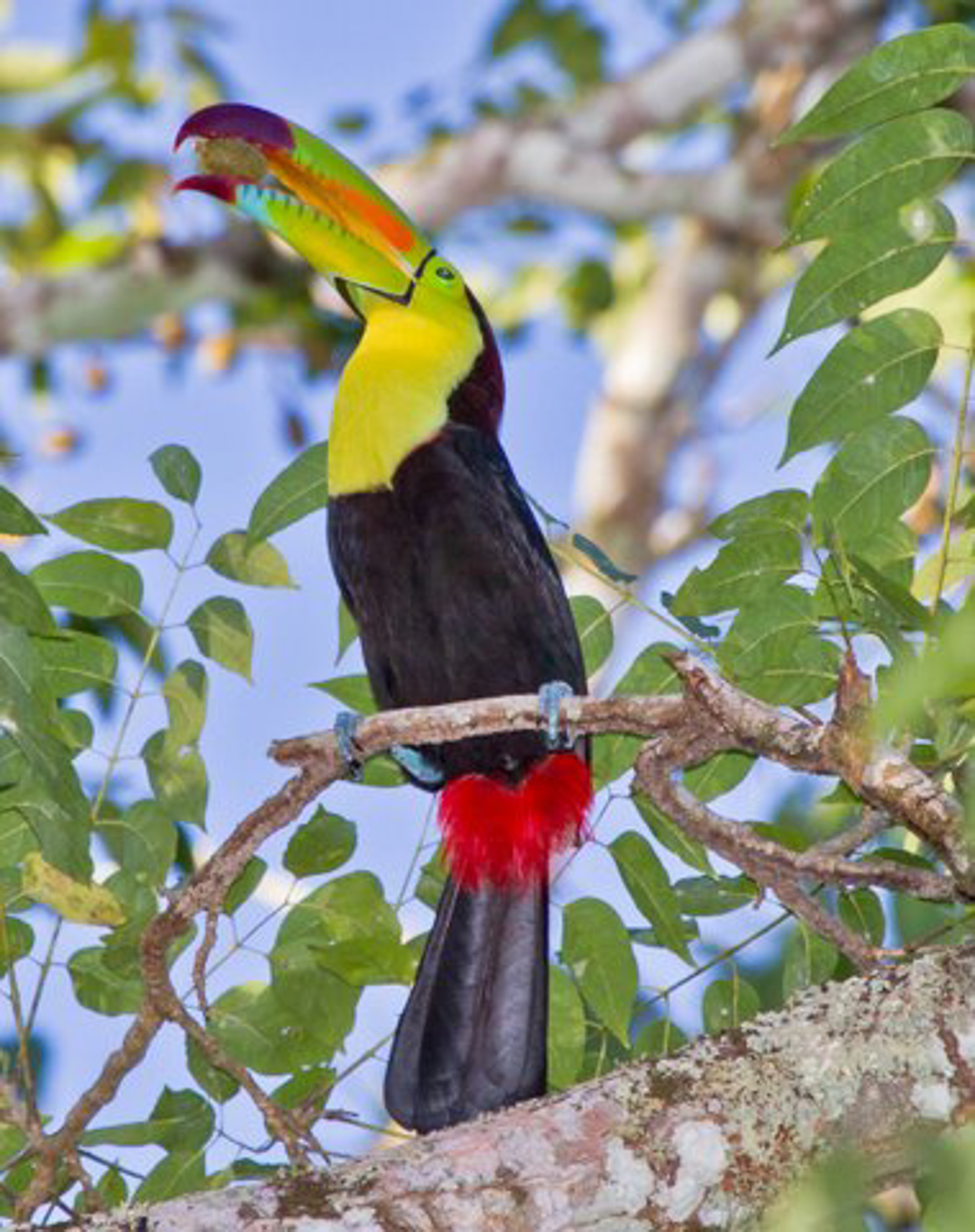 Keel Billed Toucan Belize Birds 