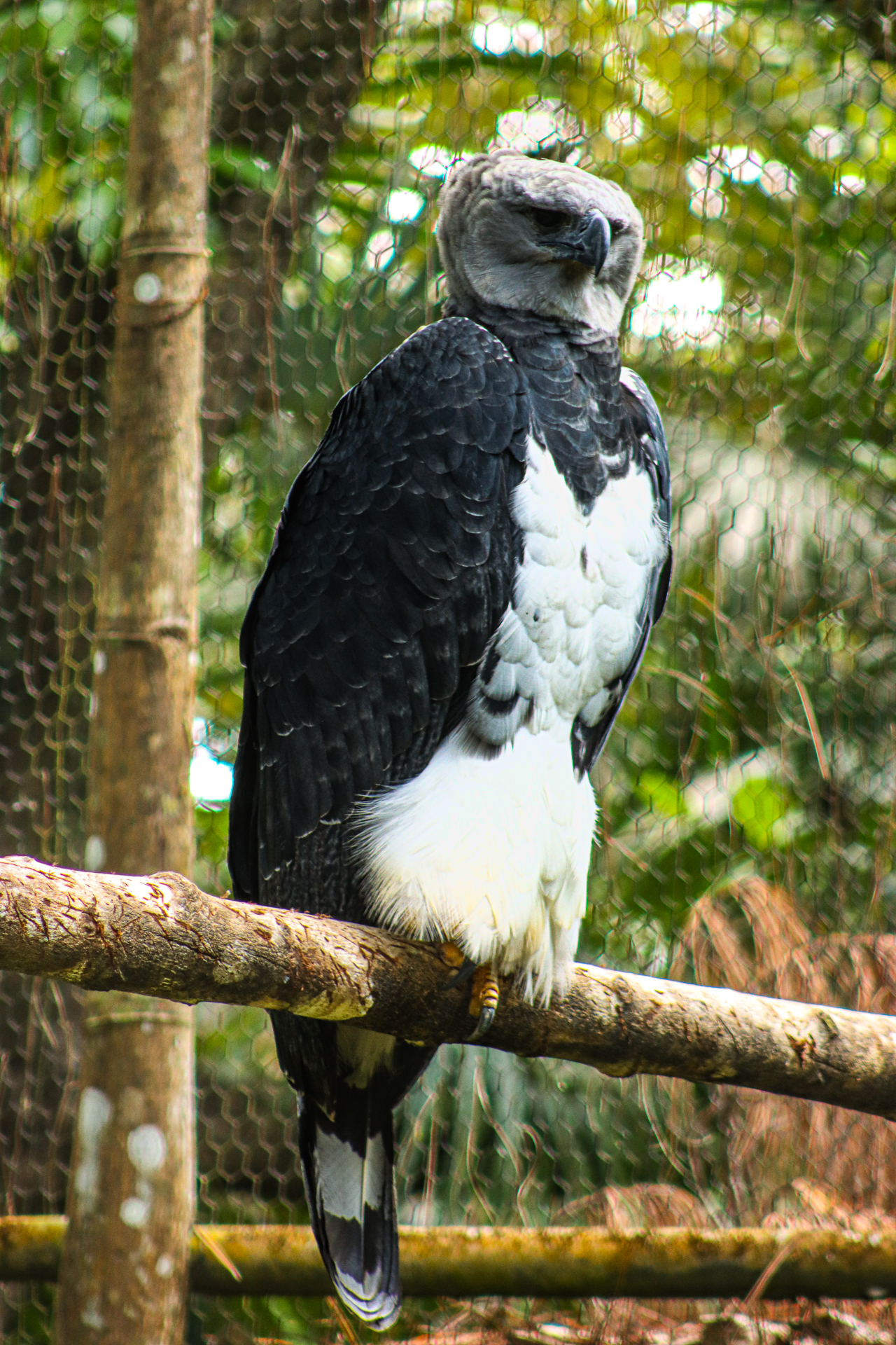 Harpy Eagle Belize Birds 