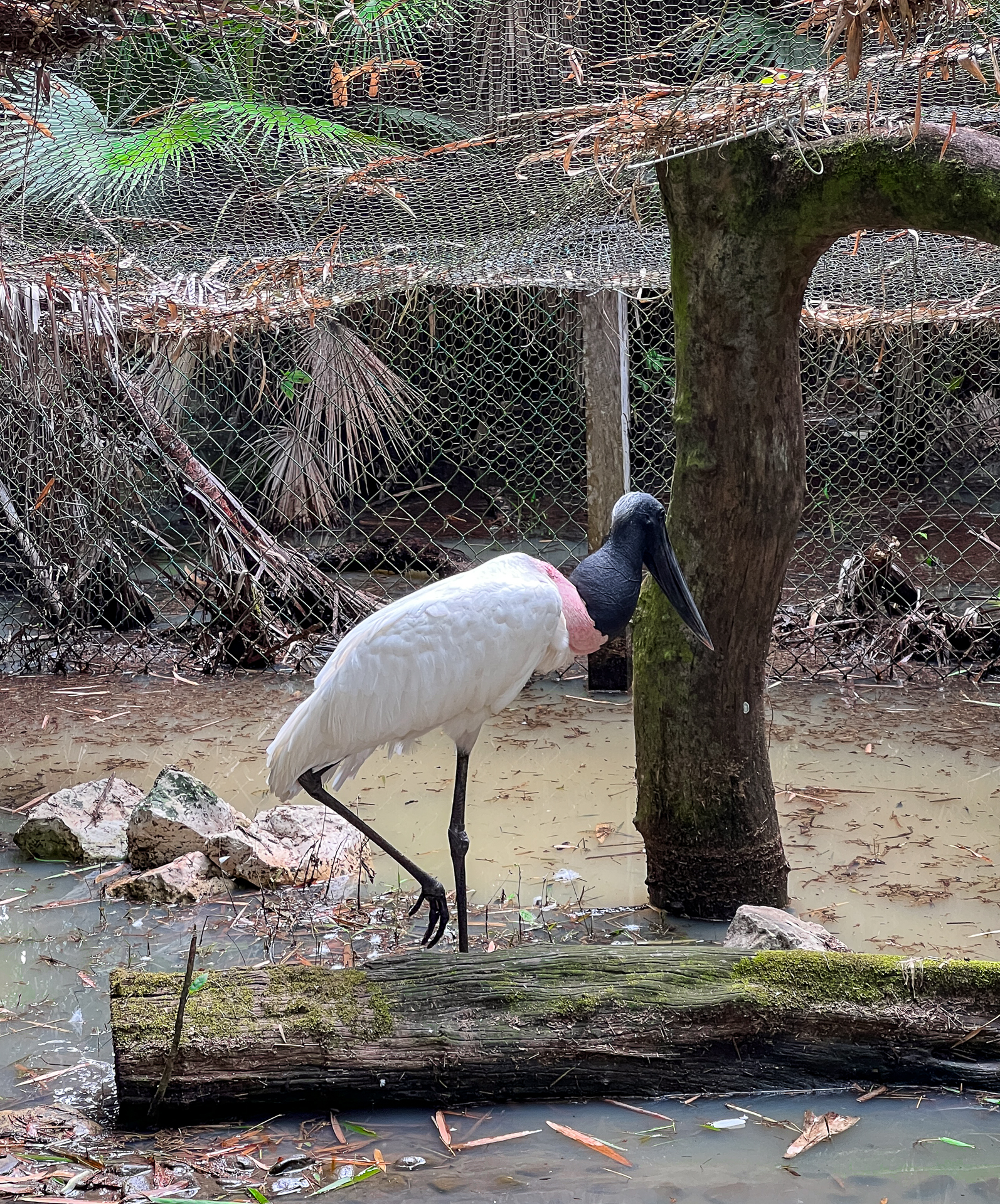 Jabiru Stork Belize Birds 