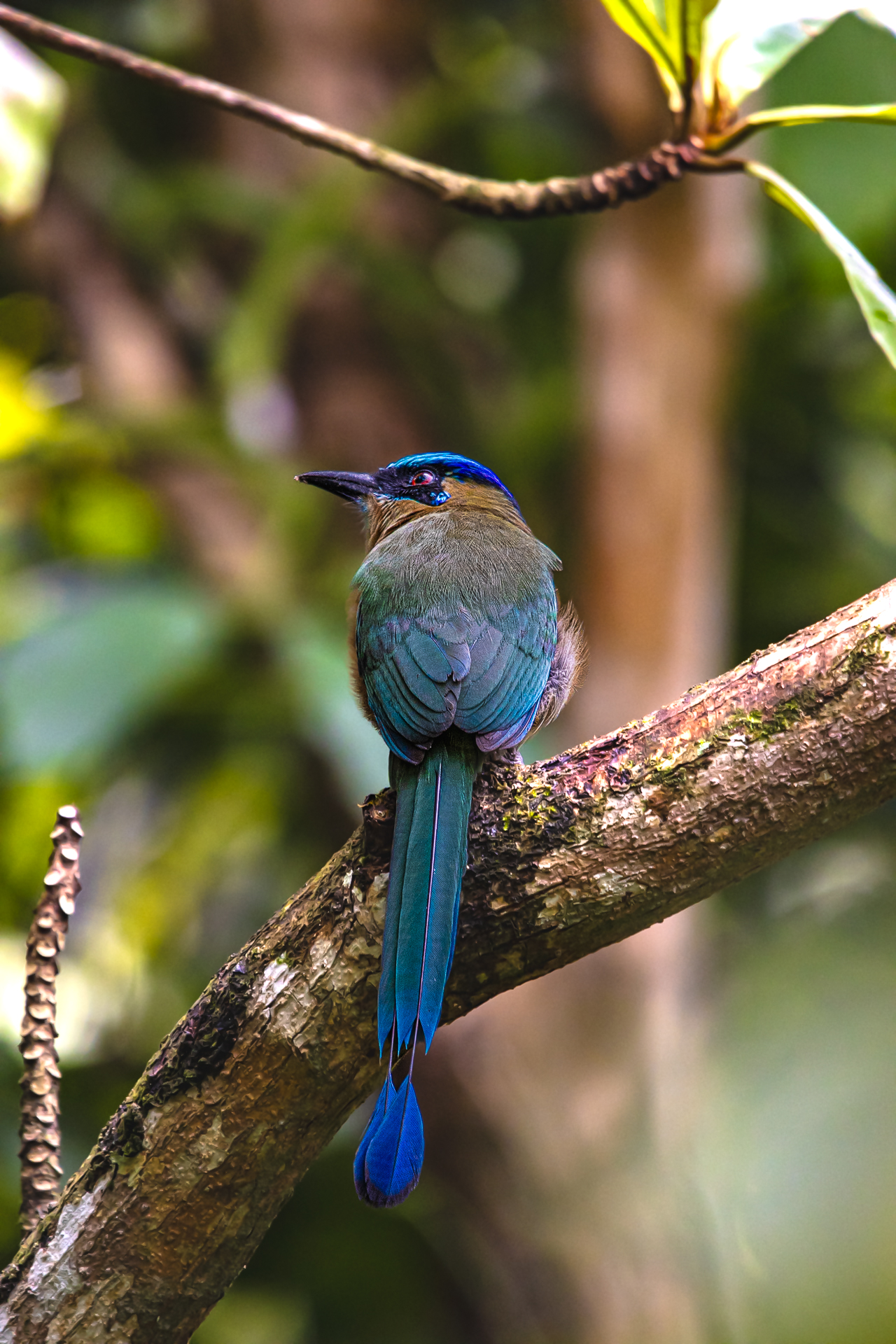 Lesson's Motmot Birds Belize 