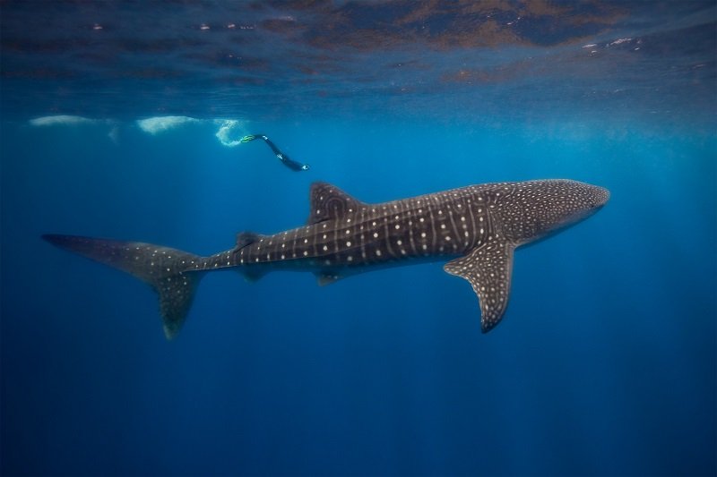 Belize-Whale-Shark-diving