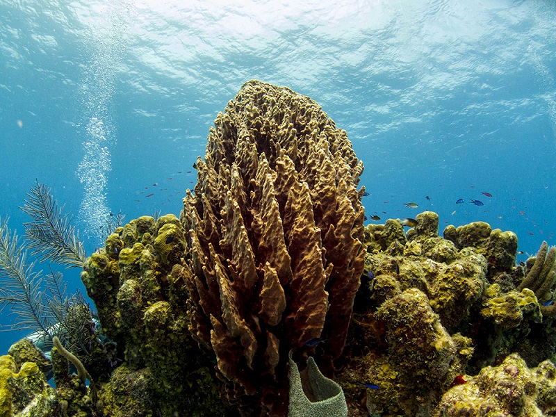 Belize-Barrier-Reef-Protection