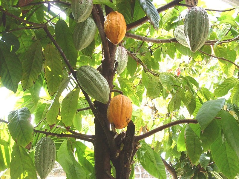 Belize-Fruits-Cacao