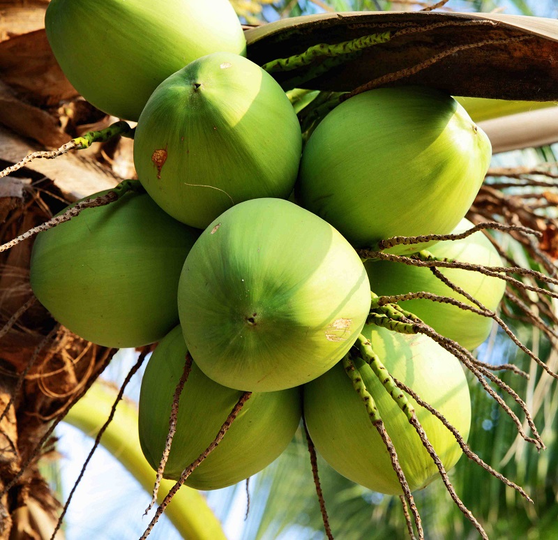 Belize-Fruits-Coconuts