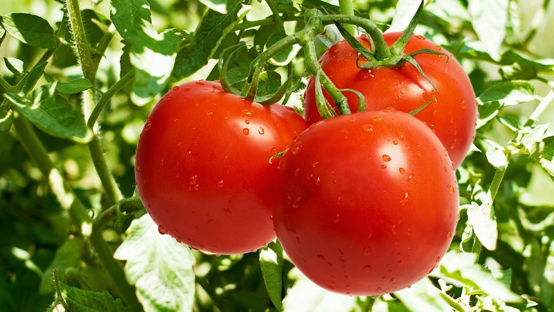 Belize-Vegetables-Tomatoes