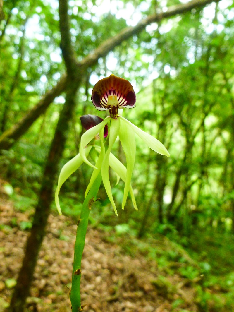 EcoKids2015-black-orchid-1