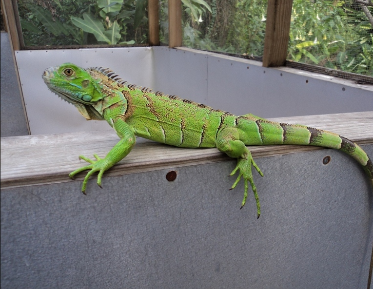 Belize-Iguana-Project