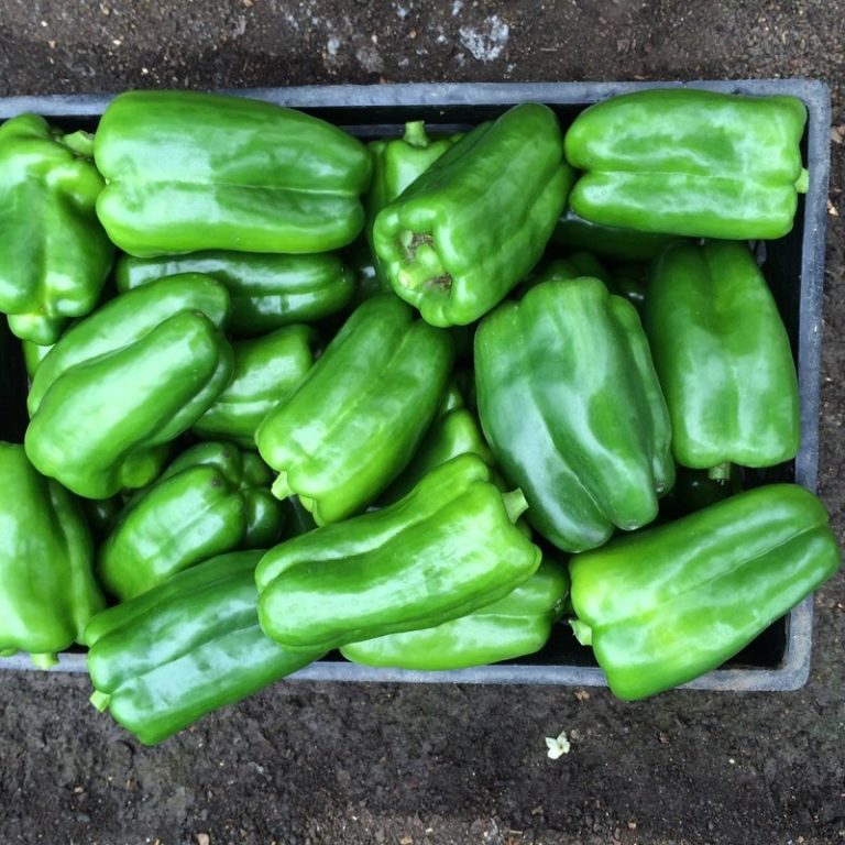Organic-Green-Bell-Peppers
