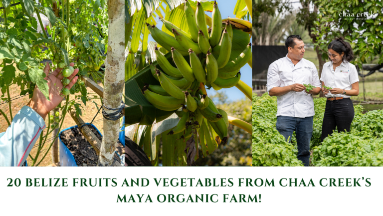 Maya Organic Farm belize Chaa Creek
