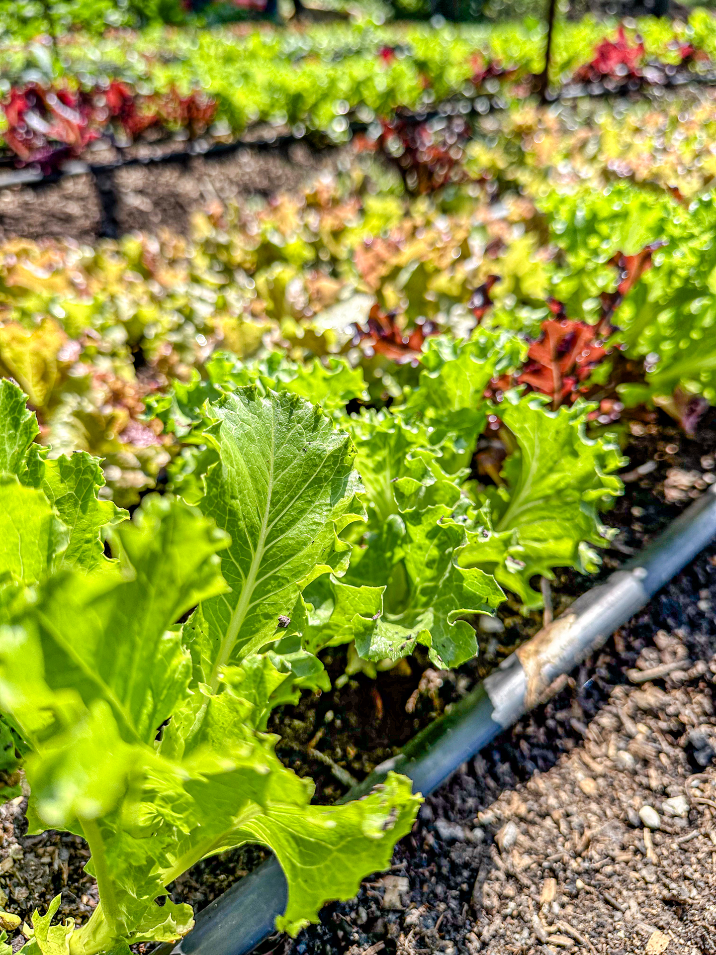 lettuce belize Chaa Creek organic Maya farm 