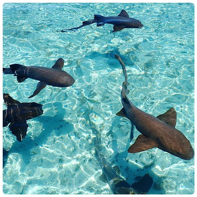 pictures-of-belize-snorkeling-shark-ray-alley
