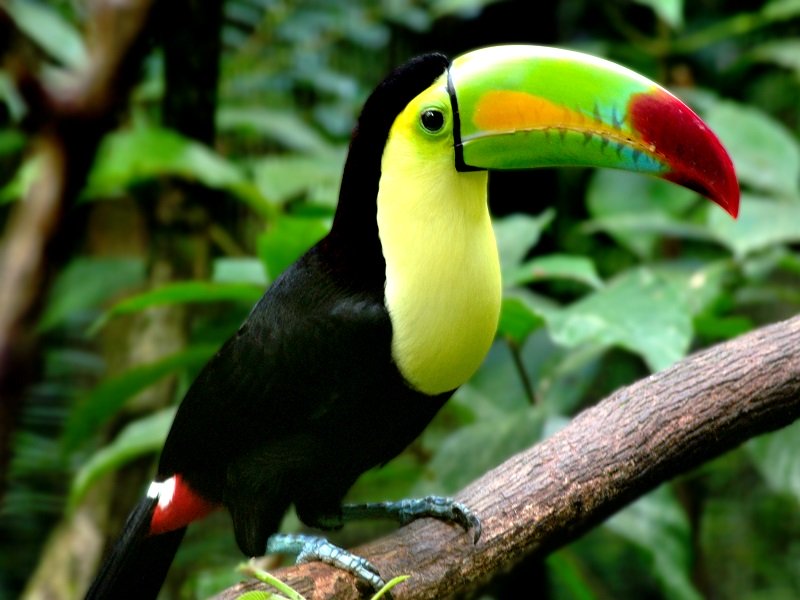 National bird of Belize Keel billed toucan