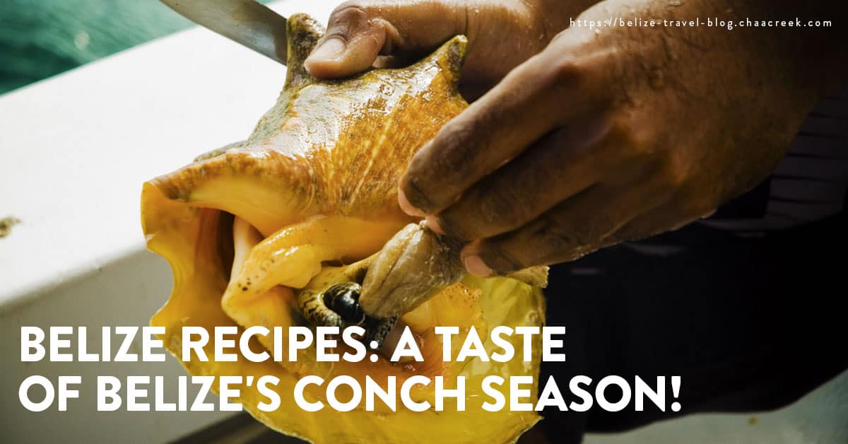 Belize Recipes: A Taste Of Belize's Conch Season!
