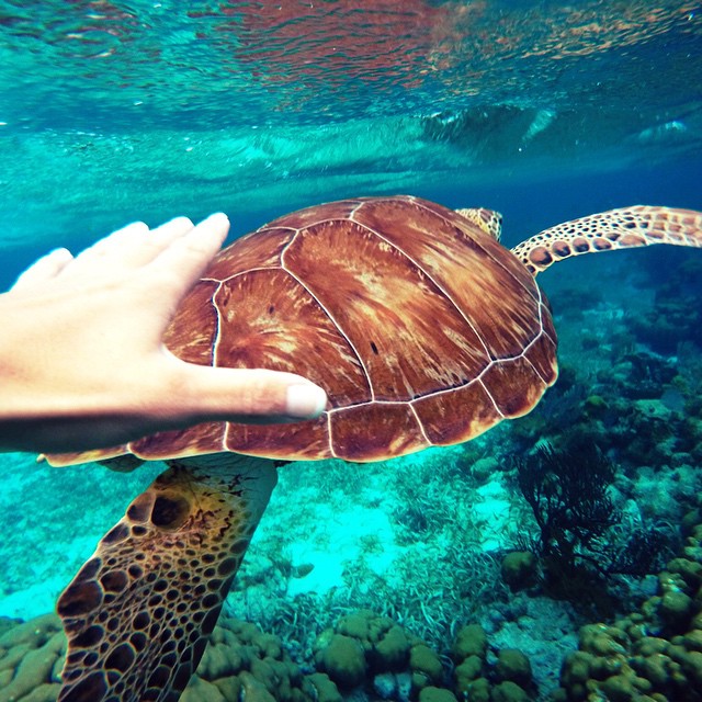 belize-snorkeling-sea-turtle_n