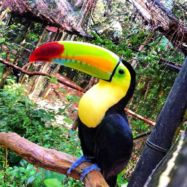 toucan-belize-zoo
