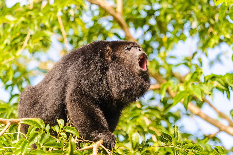 belize_with_kids_black_howley_monkey_sanctuary_travel_guide_chaa_creek