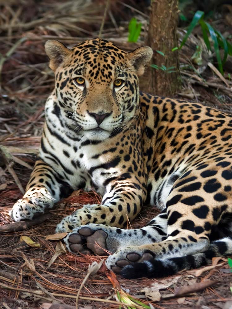 belize-in-one-lifetime-chaa-creek-2016-jaguar