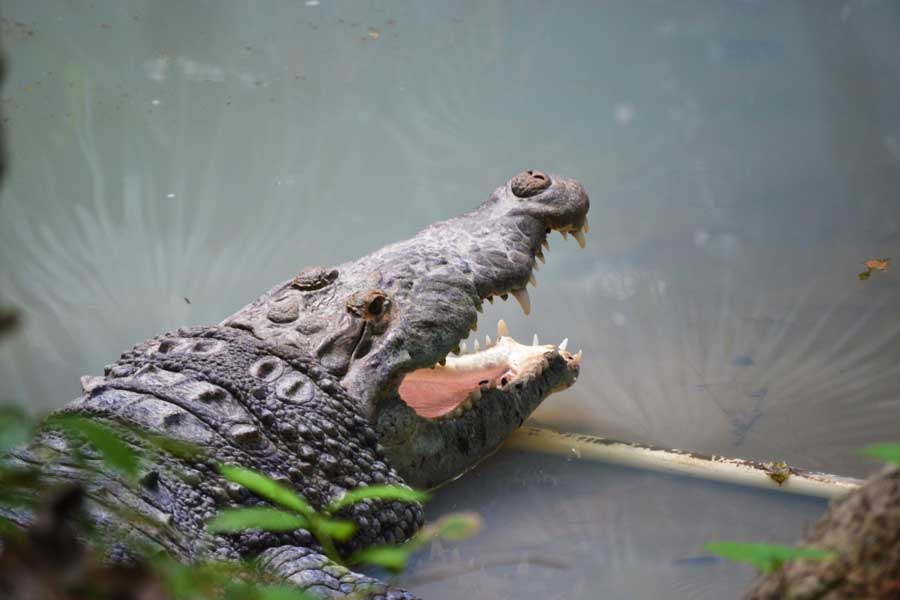 belize_animals_safari_american_crocodile_chaa_creek
