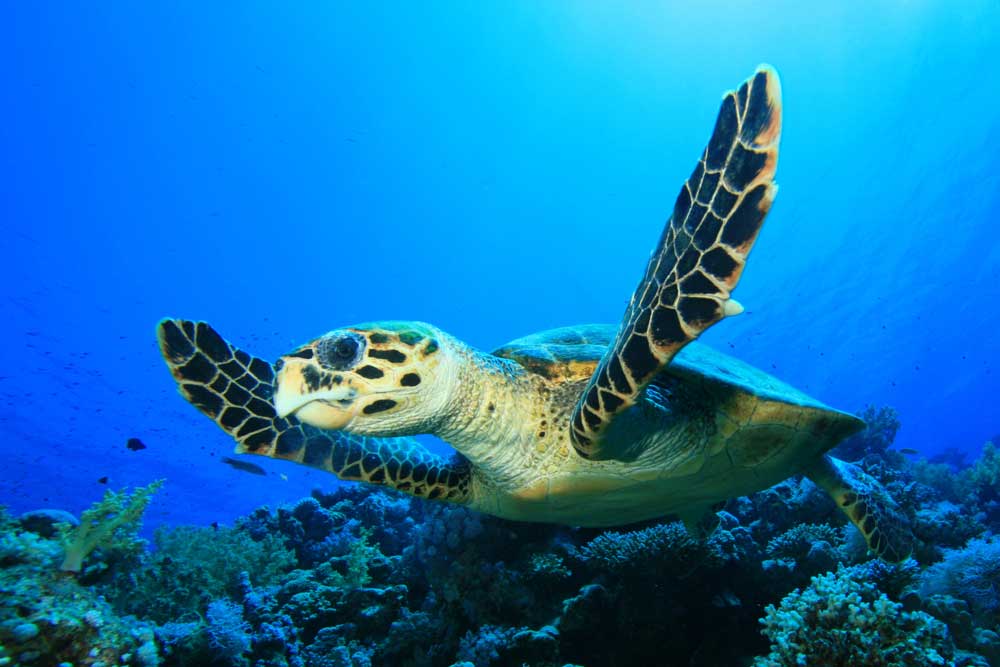 belize_animals_safari_green_sea_turtles_travel_guide_chaa_creek