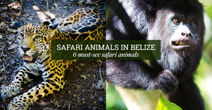 belize_animals_safari_travel_guide_chaa_creek_cover