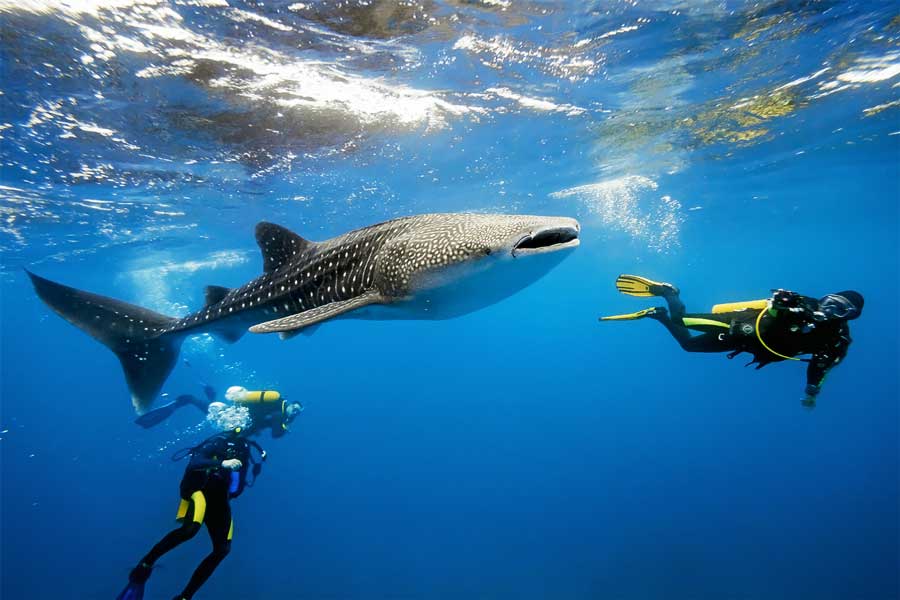 best time to visit belize for whale shark scuba diving