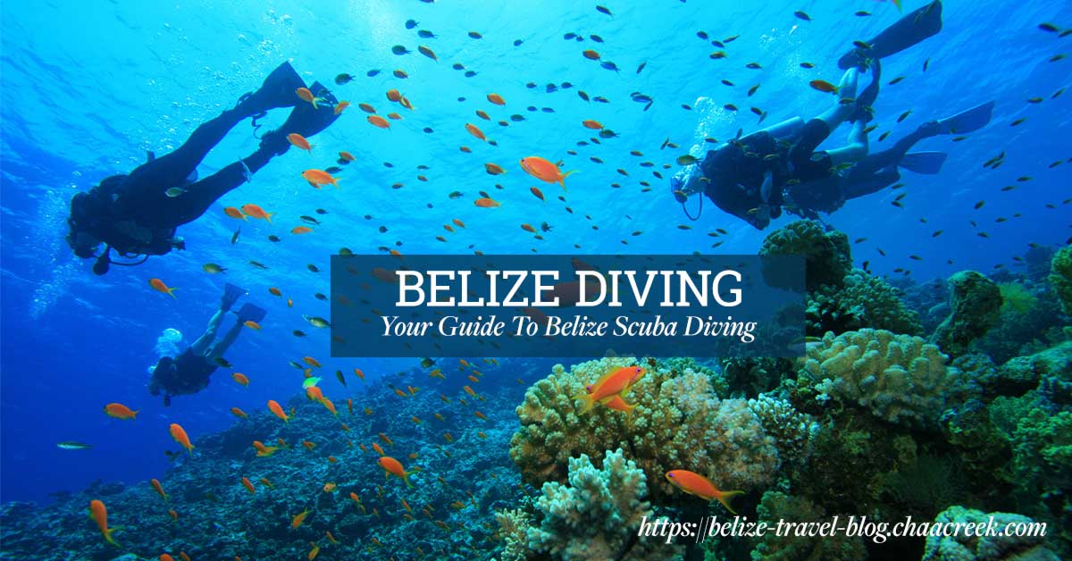 Belize Diving: Your Guide To Scuba (2022 Update)