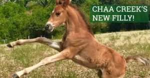 chaa-creek-new-horse