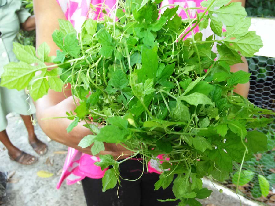 Belize natural remedy sorosi herb