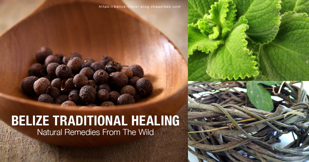 Belize Traditional Healing Remedies From The Wild