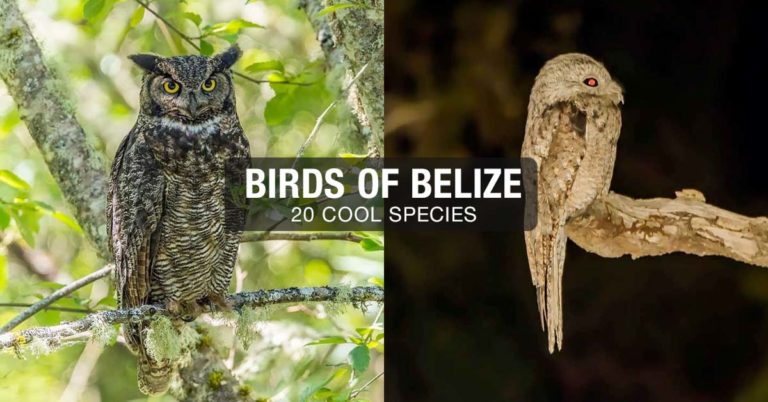 Birds of Belize 20 Cool Species Header
