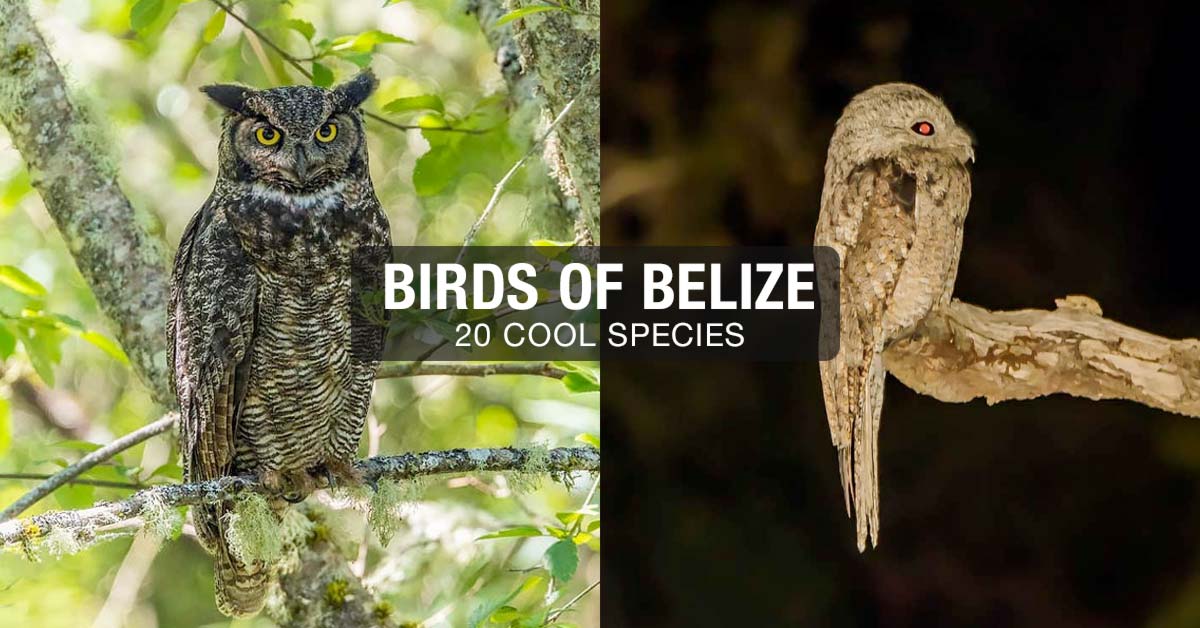 Birds of Belize: 20 Cool Species (You Must See)