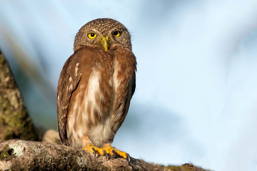 Birds of Belize Central American Pygmy Owl