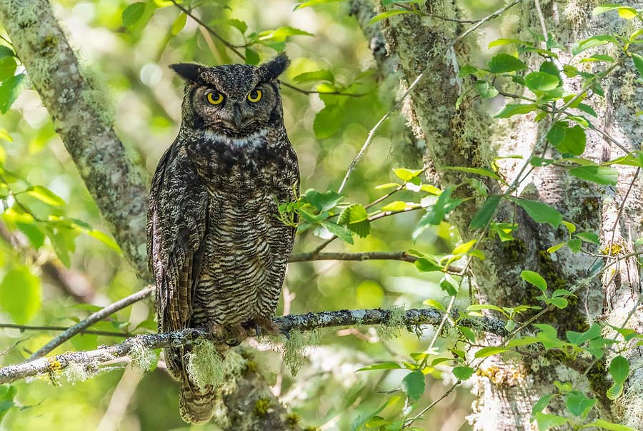 Birds of Belize Great Horned Owl
