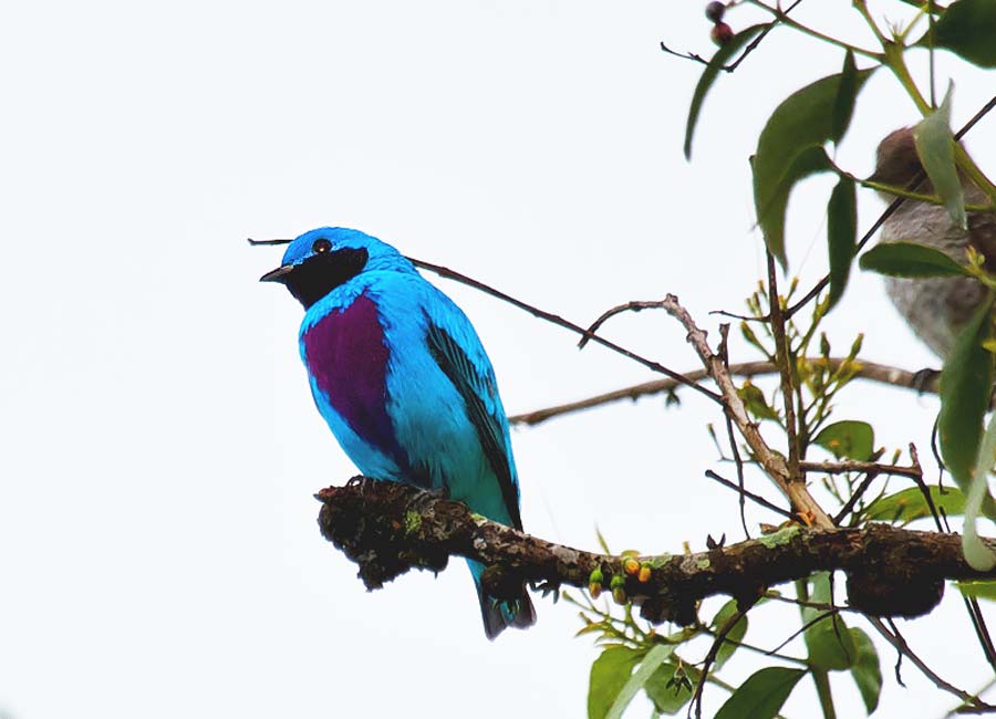 Birds of Belize Lovely Cotinga