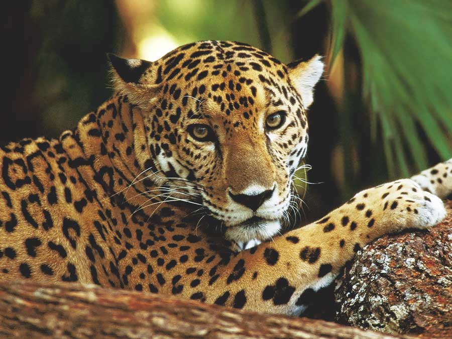 Belize jaguar big cats