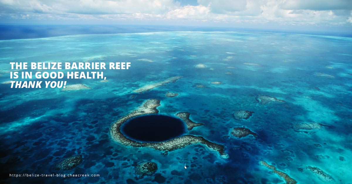 The Belize Barrier Reef Is In Good Health, Thank You!