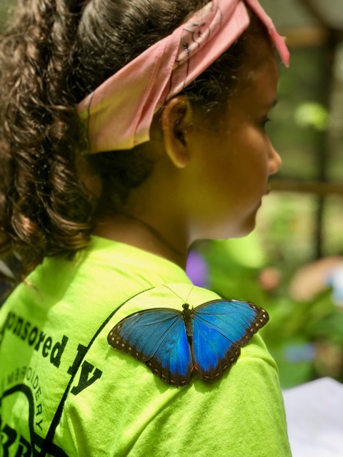 Eco Kids Summer Camp 2018 Day 2 Butterfly