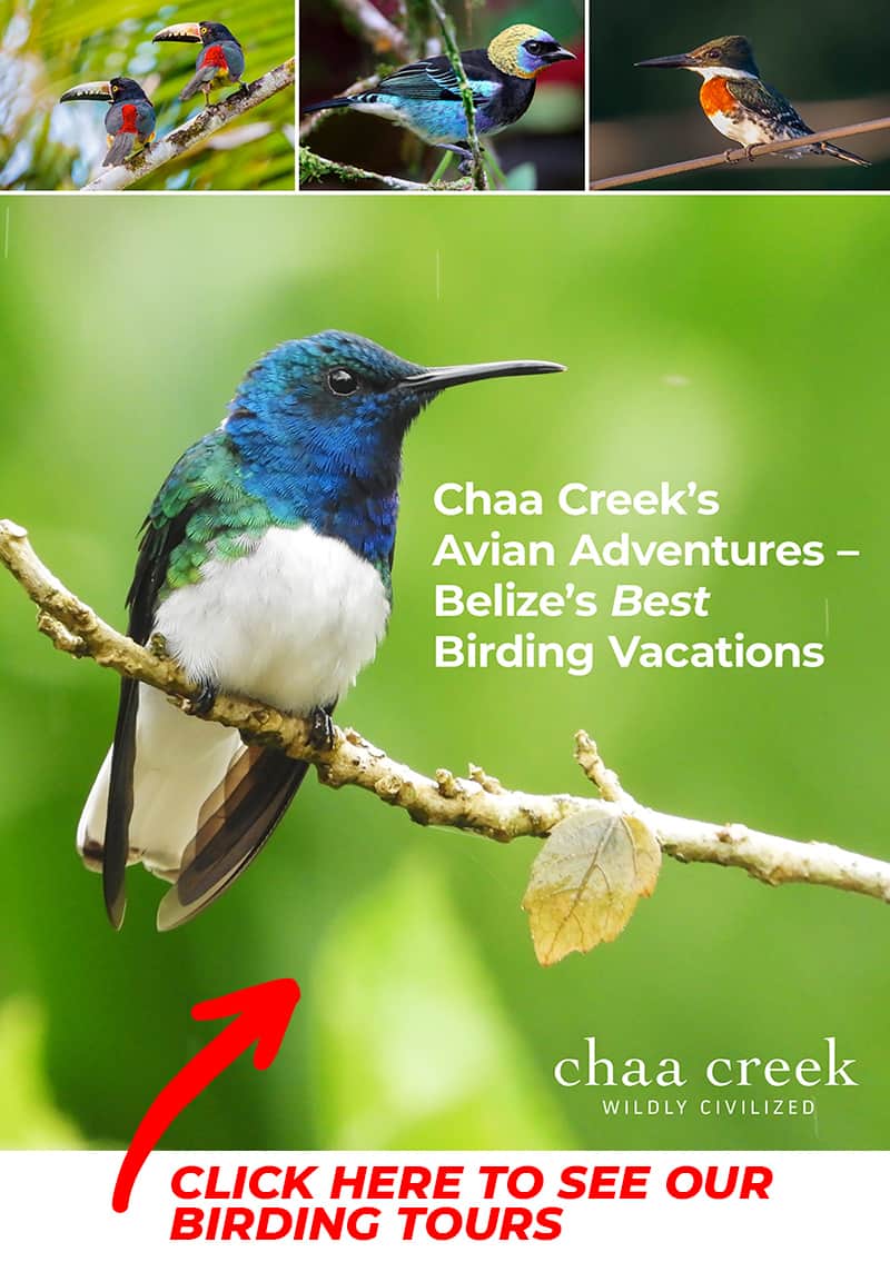 Chaa Creek Belize Birding Tours PDF