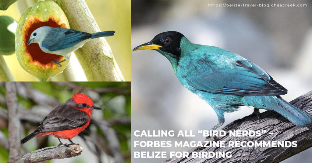 forbes names belize top 5 birding destinations 2020