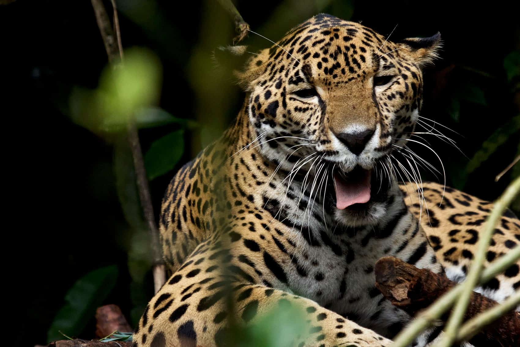 belize travel blog wildlife jaguar yawning