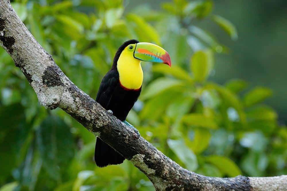 belize toucan birds of belize branch web