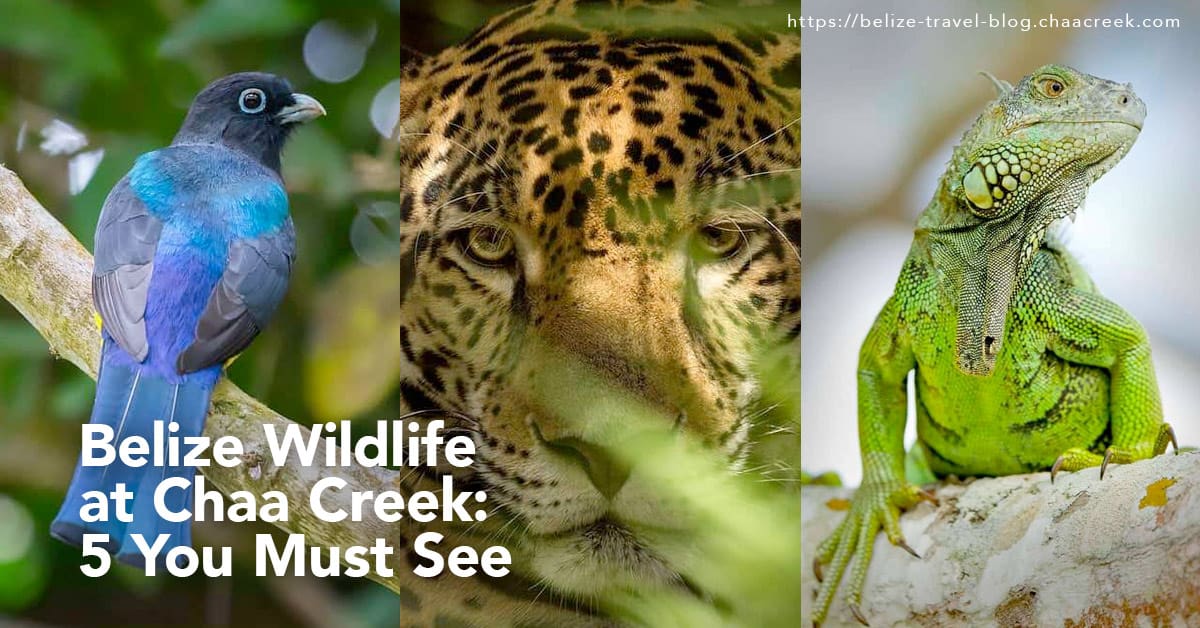 Beautiful Belize Wildlife at Chaa Creek: 5 You Must See