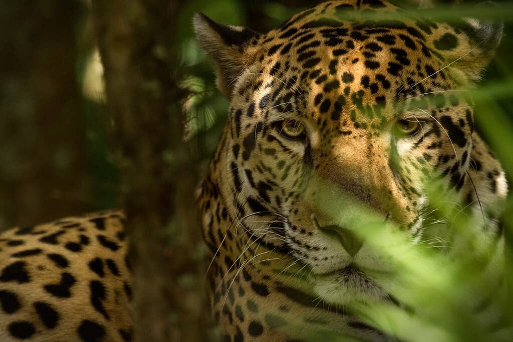 belize wildlife jaguar at chaa creek nature reserve