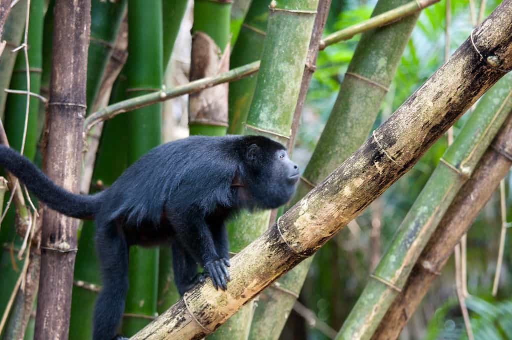belize wildlife howler monkey riverside on bamboo