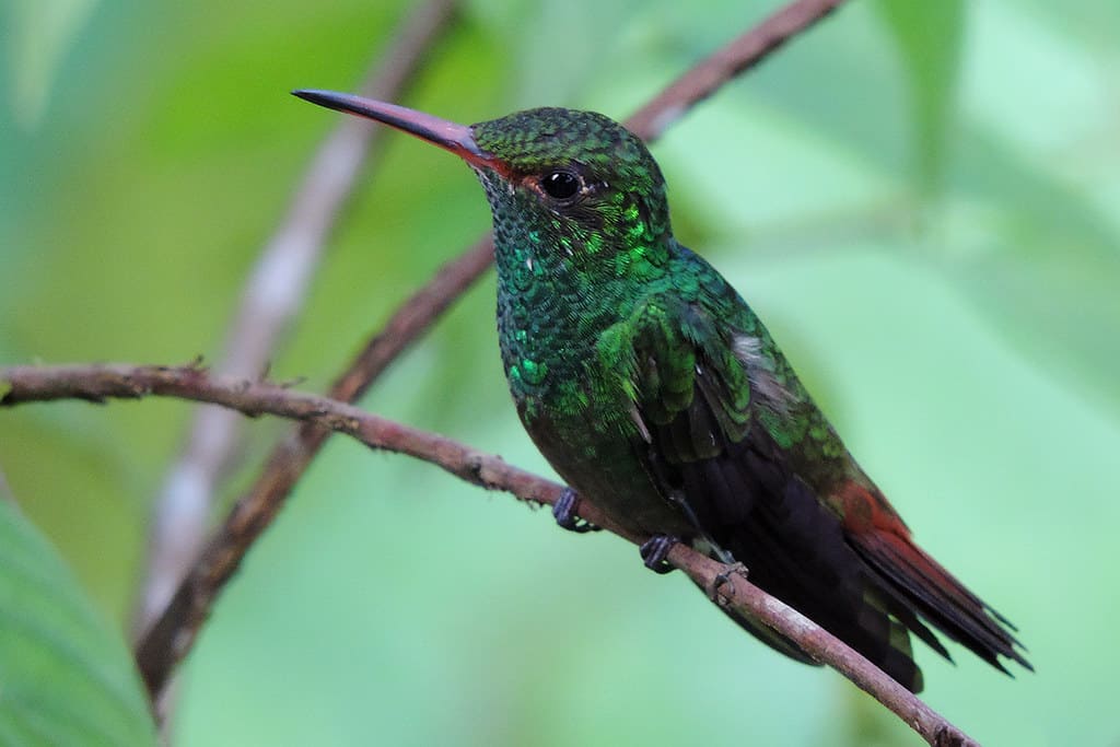 birds of belize rufous-tailed-hummingbird
