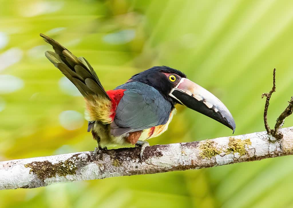 birds of belize collared aracari 