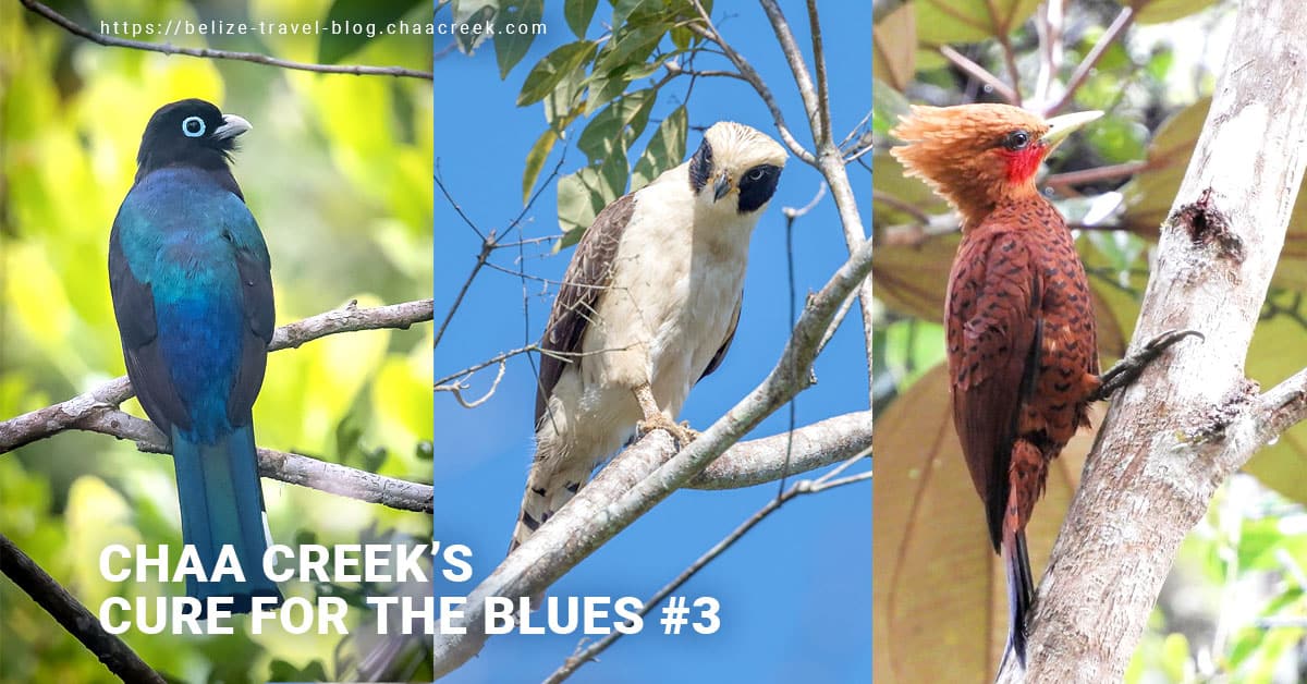 Birding in Belize: Chaa Creek’s Cure For The Blues #3
