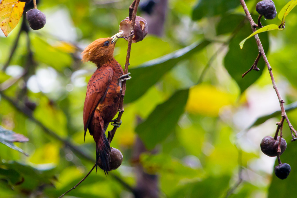 Chestnut-colored Woodpecker shot at El Pilar