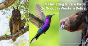 10 amazing and rare birds to scout in western belize cover image